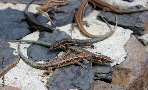 Madeira Eidechse, Teira dugesii, Madeiran wall lizard