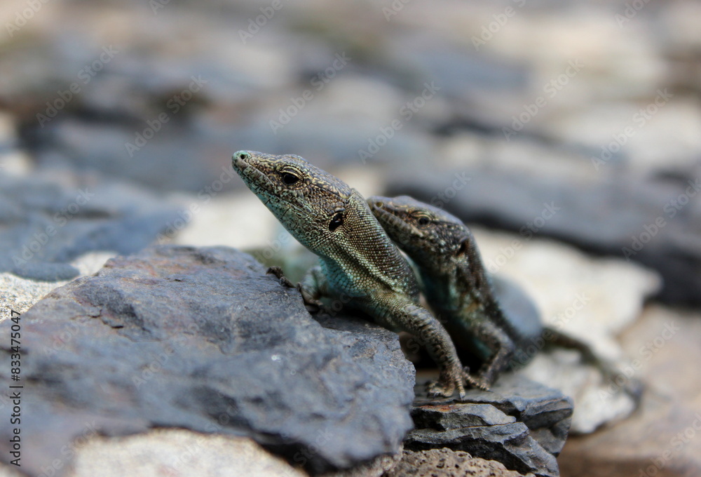 Madeira Eidechse, Teira dugesii, Madeiran wall lizard Madeira Eidechse, Teira dugesii, Madeiran wall lizard