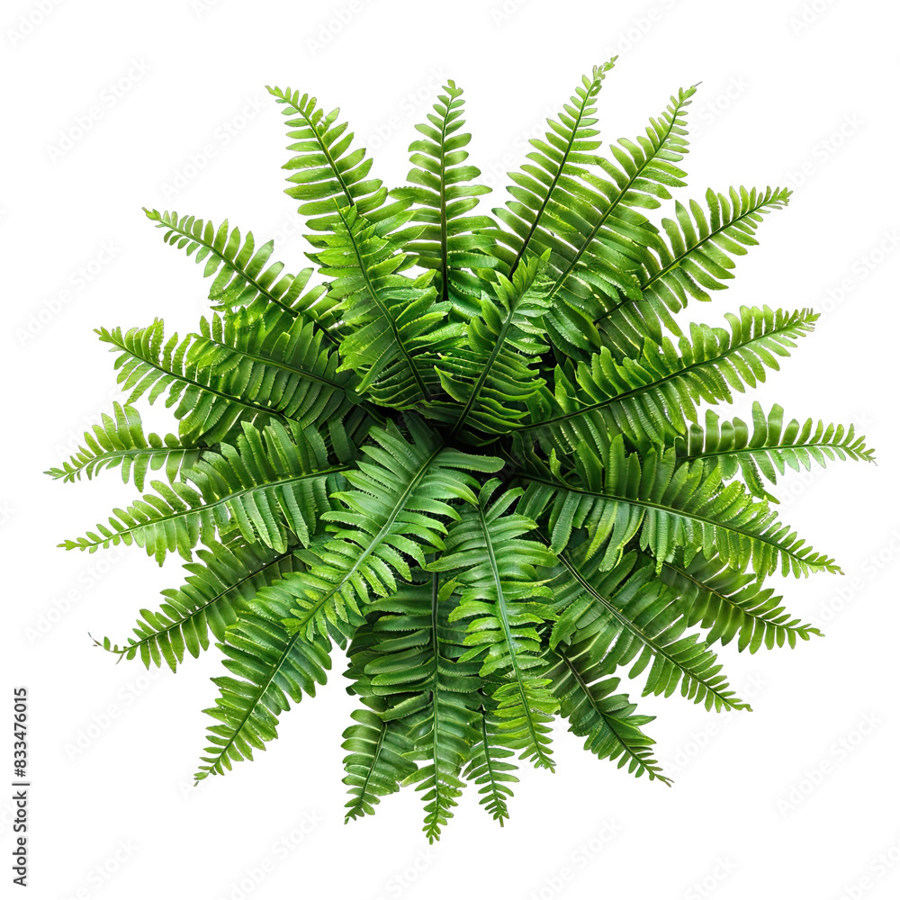 Pot of Boston Fern isolated on white background, top view Pot of Boston Fern isolated on white background, top view