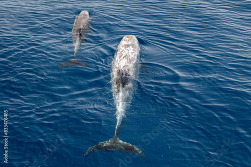 Photography Risso dolphin mother and calf close up portrait on blue sea surface