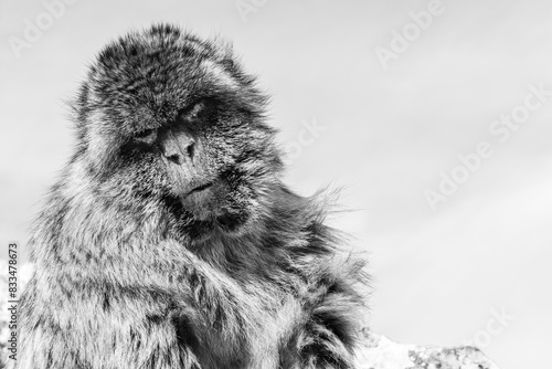 Portrait of a monkey from the population of Barbary macaque apes (macaca sylvanus) in Gibraltar in black and white