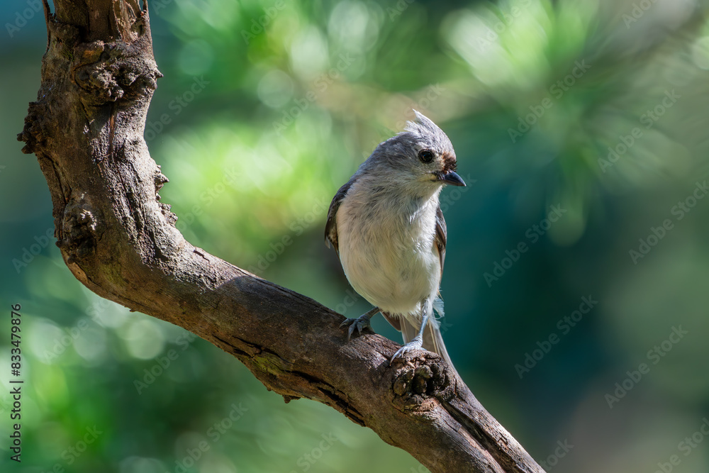 Naklejka premium Tufted Titmouse Perched on a vine