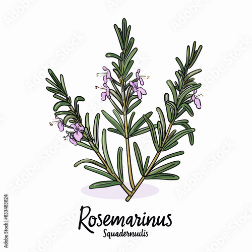 rosemary plant with flowers on a white background