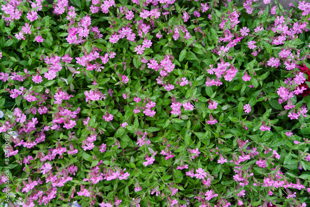 Fototapeta premium Nodding catchfly campions flowerw texture background