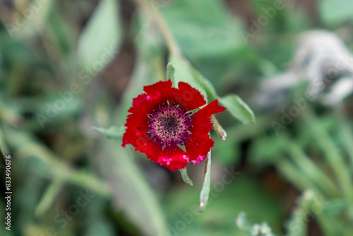 Top view of cyanus tchihatcheffii, centauera tchihatcheffii flower is endemic for Golbasi, Ankara, Turkey photo