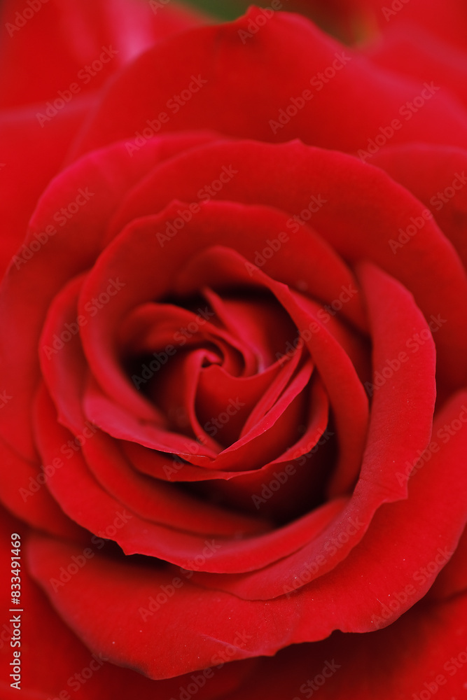 Detailed close up of a vibrant red rose flower showcasing its delicate petals and intricate stamens Detailed close up of a vibrant red rose flower showcasing its delicate petals and intricate stamens
