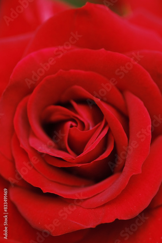 Detailed close up of a vibrant red rose flower showcasing its delicate petals and intricate stamens
