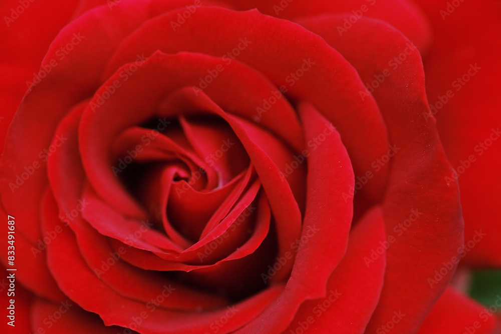 Detailed view of a vibrant red rose flower in full bloom, showcasing intricate petals and delicate stamen Detailed view of a vibrant red rose flower in full bloom, showcasing intricate petals and delicate stamen