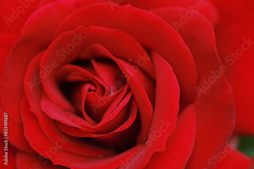 Detailed view of a vibrant red rose flower in full bloom  showcasing intricate petals and delicate stamen