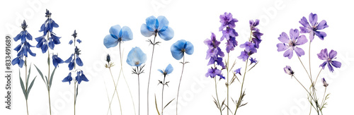 Real Pressed blue flowers set
