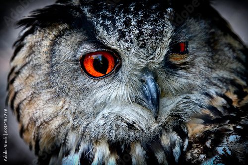 Eagle Owl photo