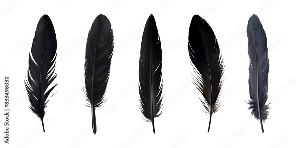 simple black bird feather set simple black bird feather set