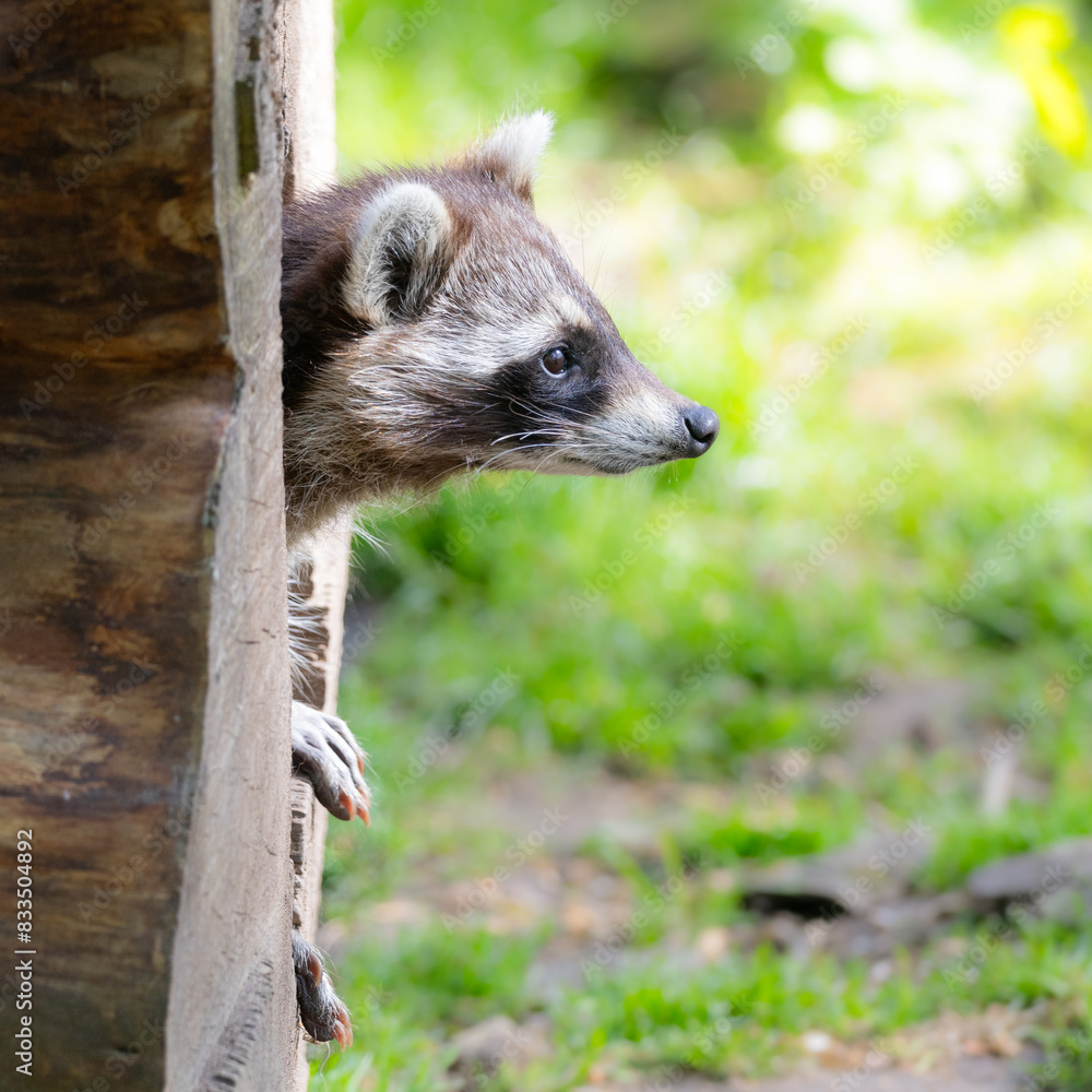 A cute raccoon peeks out of a hollow tree A cute raccoon peeks out of a hollow tree