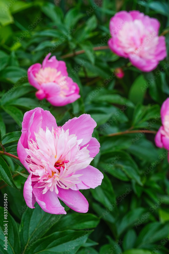 A cluster of pink peony flowers blooming amidst green grass in a natural setting A cluster of pink peony flowers blooming amidst green grass in a natural setting