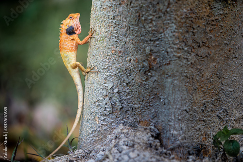 Lizard or Chamaleon on the tree in the wild.