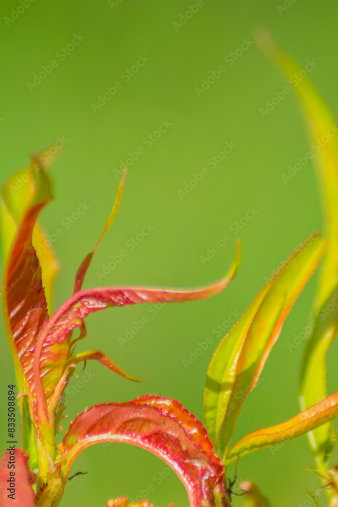 close up of curliness of peach leaves. Diseases and pests of the peach tree. close up of curliness of peach leaves. Diseases and pests of the peach tree.