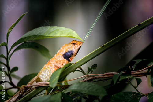Lizard or Chamaleon on the tree in the wild.