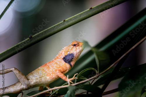 Lizard or Chamaleon on the tree in the wild.