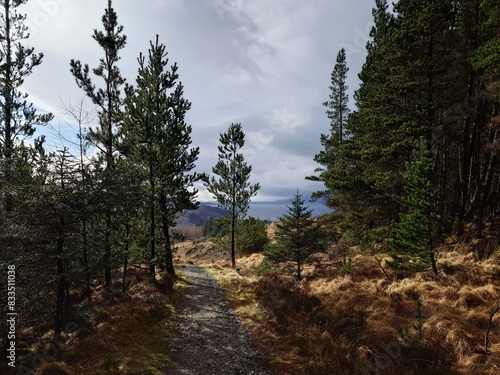 trail in the forest, Onich Scotland