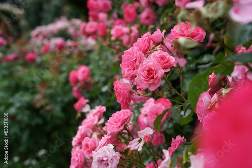 Light Pink Flower of Roses 'Royal Bonica' in Full Bloom
