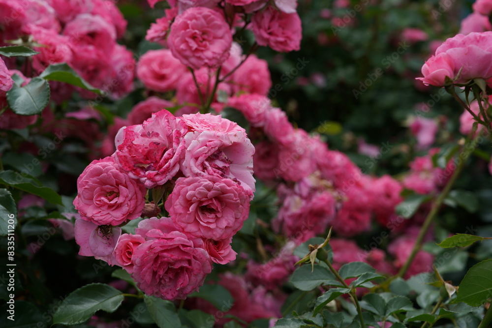 Light Pink Flower of Roses 'Royal Bonica' in Full Bloom
Light Pink Flower of Roses 'Royal Bonica' in Full Bloom
