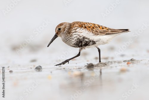 Dunlin (Calidris alpina) walking on the shore, North Uist, Outer Hebrides, Scotland