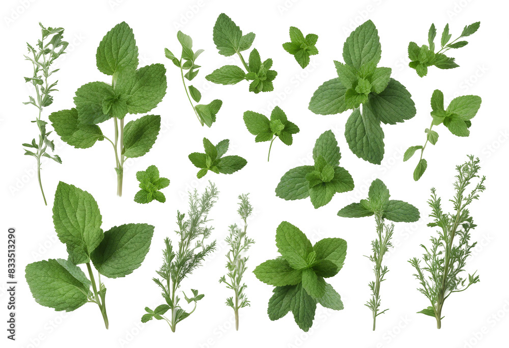 Set of healthy herbs elements Fresh peppermint isolated on transparent background Set of healthy herbs elements Fresh peppermint isolated on transparent background