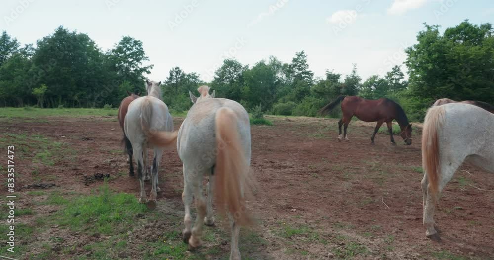 Horses in the countryside of Istra, Croatia Horses in the countryside of Istra, Croatia