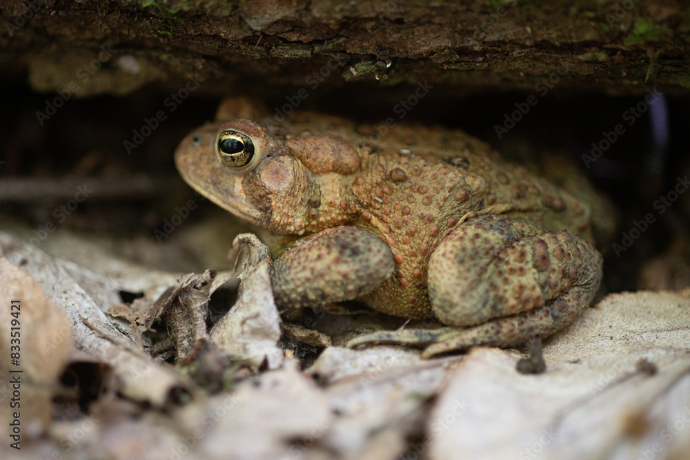 Frog Toad Taking Cover Under Log In Forest Frog Toad Taking Cover Under Log In Forest
