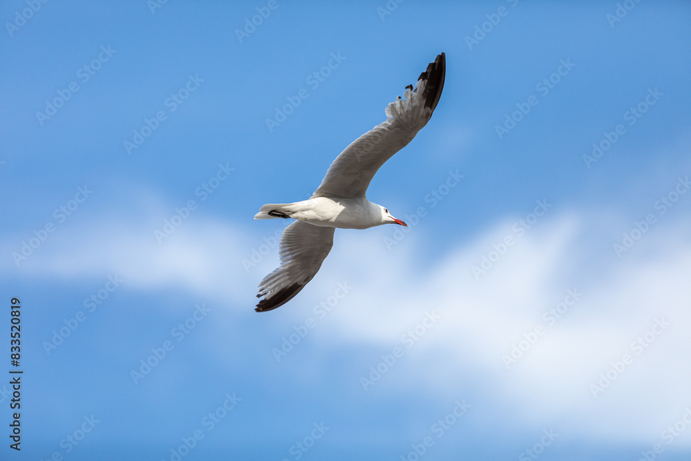 seagull soaring in the blue sky seagull soaring in the blue sky