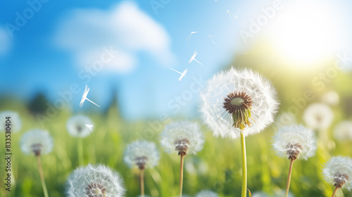 Beautiful puffy dandelion and flying seeds against blue sky on sunny day.