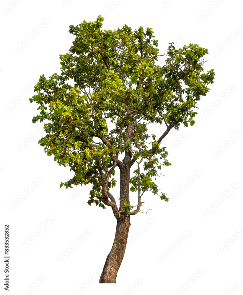 Obraz premium Green tree isolated on transparent background with clipping path and alpha channel.