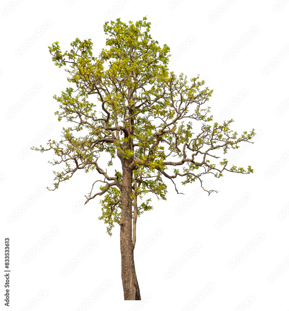 Green tree isolated on transparent background with clipping path and alpha channel. Green tree isolated on transparent background with clipping path and alpha channel.