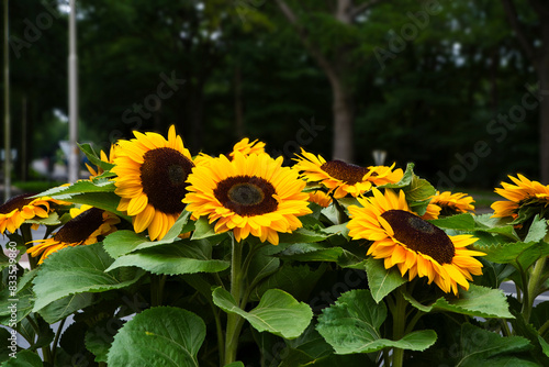 Sunflowers in memory of the victims of the MH17 disaster in 2017 photo