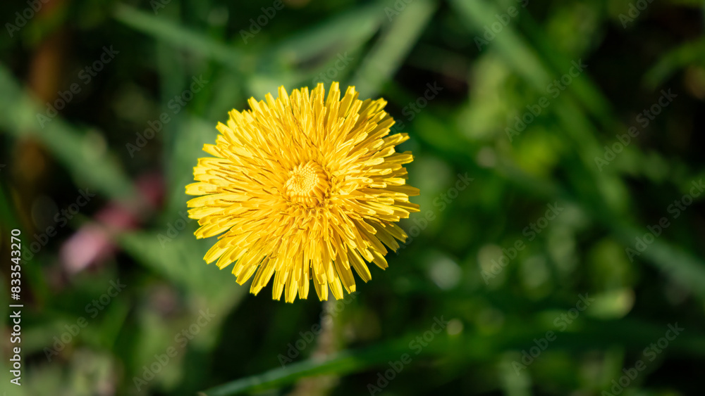 yellow dandelion blossom sitting on top of tall green grass yellow dandelion blossom sitting on top of tall green grass