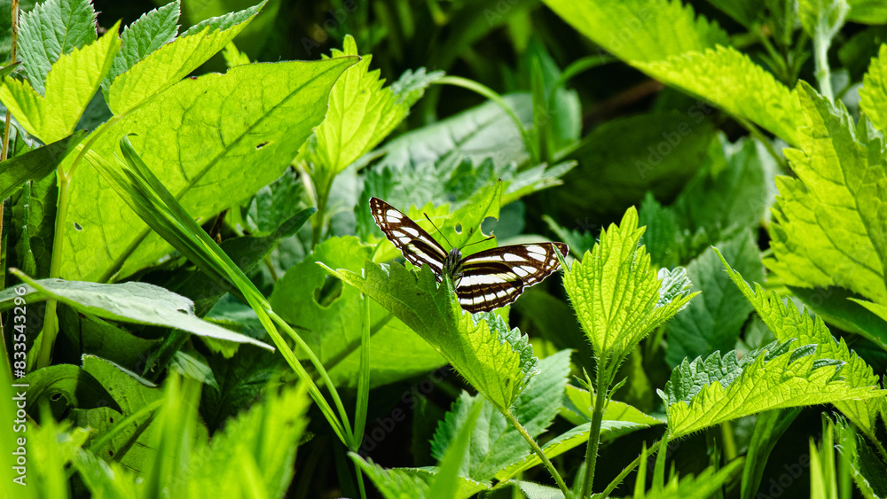 the butterfly is resting on the green leafed plant in the grass the butterfly is resting on the green leafed plant in the grass
