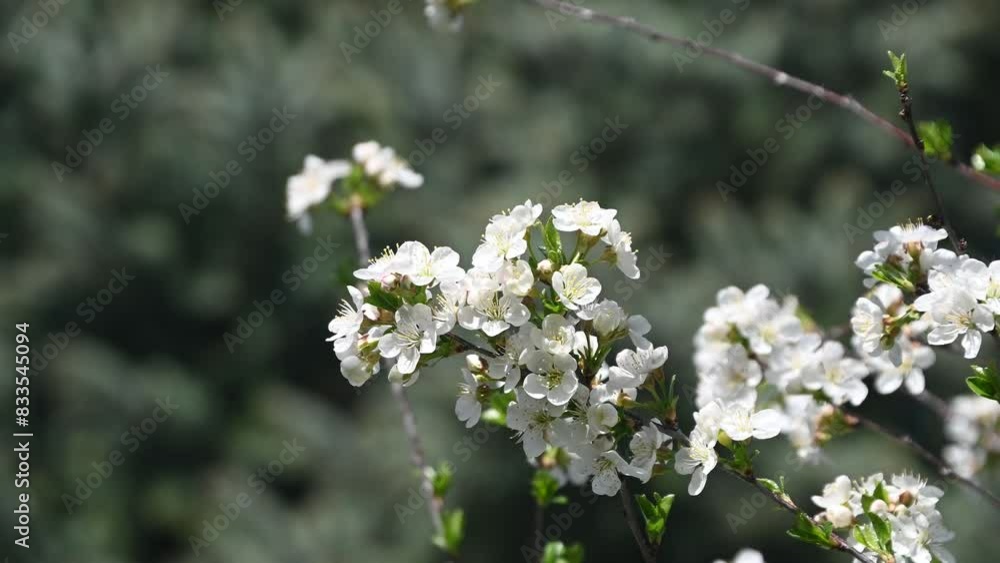 Blooming white cherry flowers branch in spring at backyard garden Blooming white cherry flowers branch in spring at backyard garden