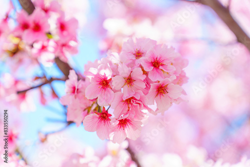 Blooming Sakura Background