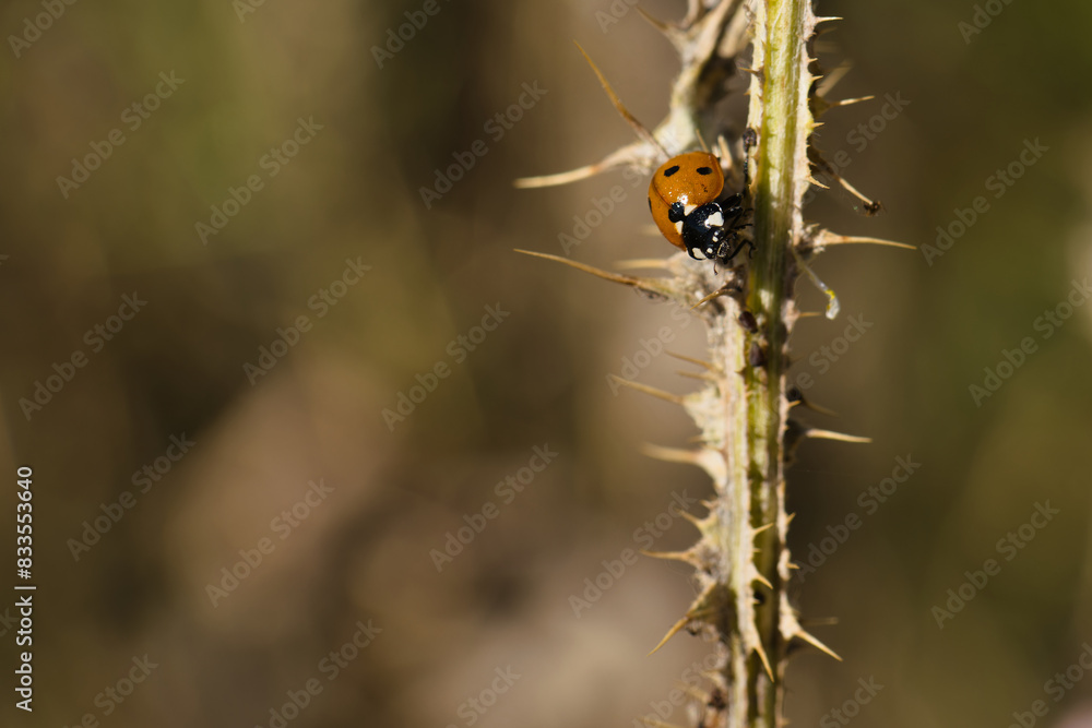 insect, animal, nature, closeup, fauna, spring, light, plant, st insect, animal, nature, closeup, fauna, spring, light, plant, st