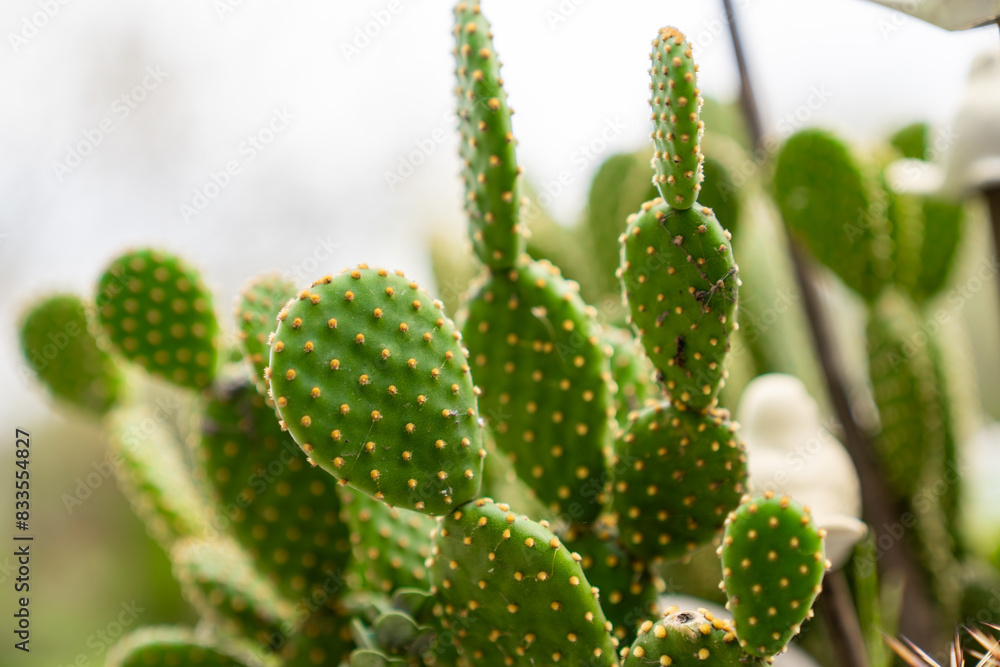 Close up view of cactus plant in the garden. Close up view of cactus plant in the garden.