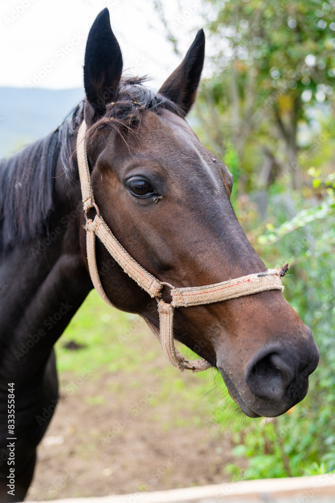 Portrait of a horse in a meadow. Portrait of a horse in a meadow.