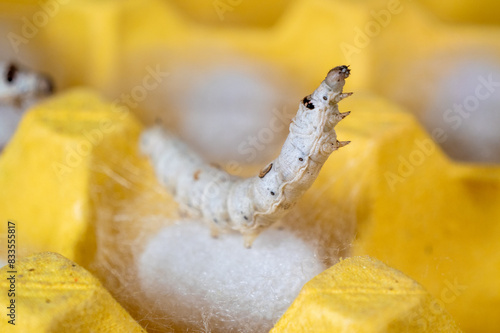 Foto The silkworm first starts to spin a hammock of silk to support the cocoon