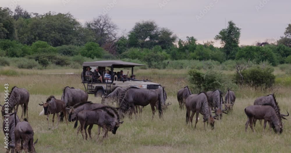 Close-up. Tourists in a 4x4 game drive vehicle driving past a herd of Wildebeest Close-up. Tourists in a 4x4 game drive vehicle driving past a herd of Wildebeest