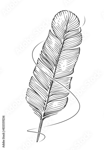 Feather quill pen and ink line. Clipart vector sketch. Hand drawn vintage drawing