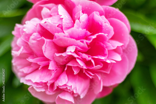 close up pink peony bloom  spring flowers