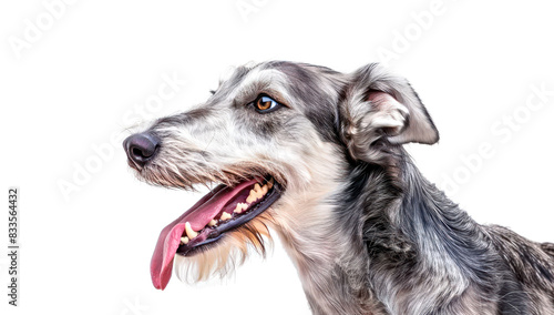 Greyhound panting with tongue out, white background.