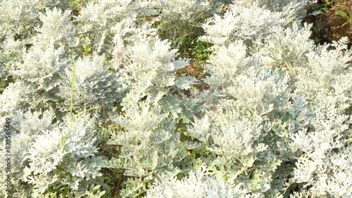 Dusty Miller Plant. or Cineraria Maritima Beautiful white leaf in the garden in Queen Sirikit Botanic Gardens Chiang mai Thailand - Plant and Flower Footage 