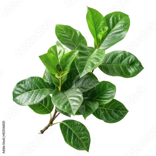 [Transparent Background PNG]Green leaves of magnolia grandiflora isolated on black background