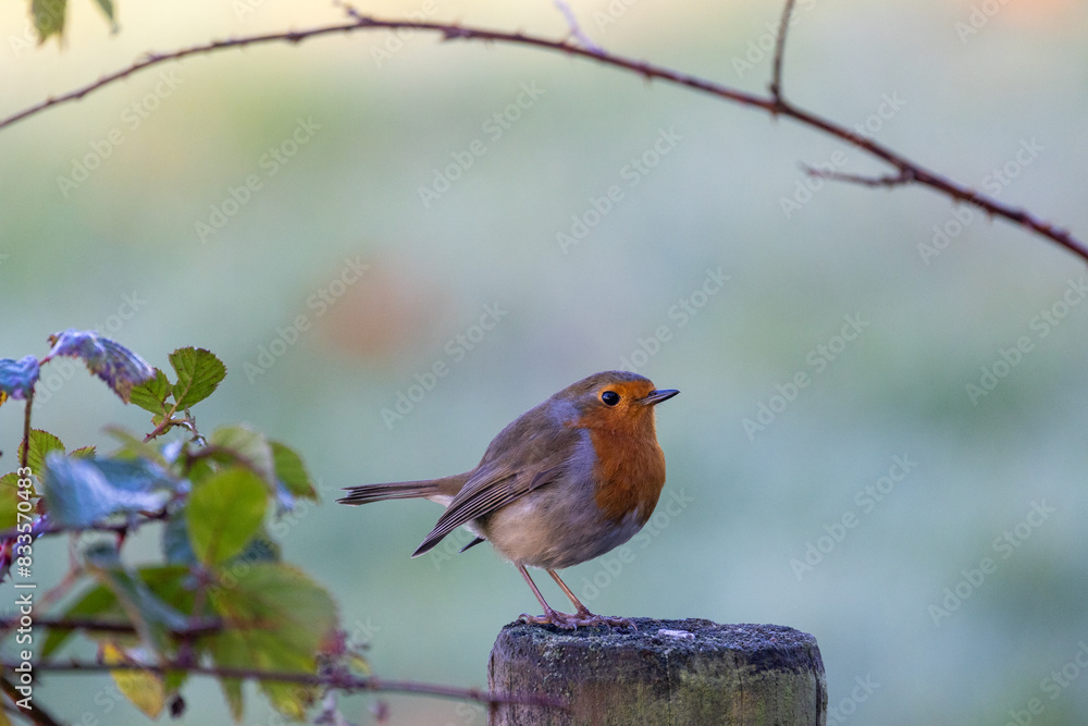 Obraz premium A tiny songbird is sitting on a wooden post. It is likely an European robin, with its beak. It is a beautiful moment in nature, observing this perching bird