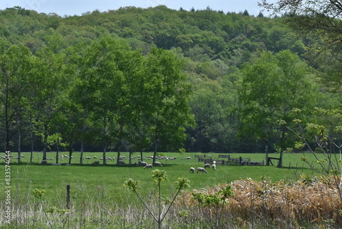 The peaceful green field landscape with yorkshire sheep on the field in Shintoku town Hokkaido Japan